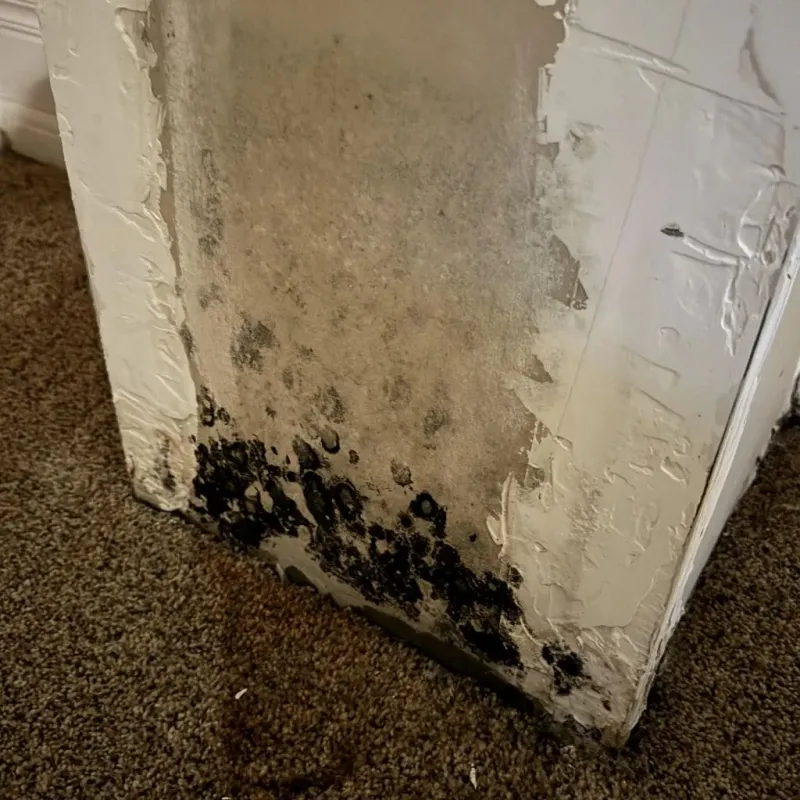 Professional Mold Removal in Tichigan, WI